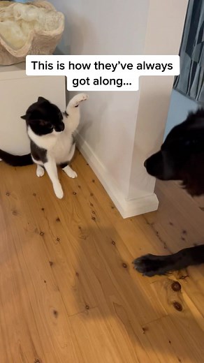 Guilty Paws with No Rhythm: Dr. Chris Brown Cricket Video