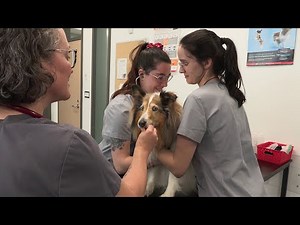 Techniques de santé animale - Teaser