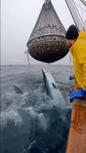 Mako Sharks Leap Out of the Water to Steal Fish From Fishermen 😱
