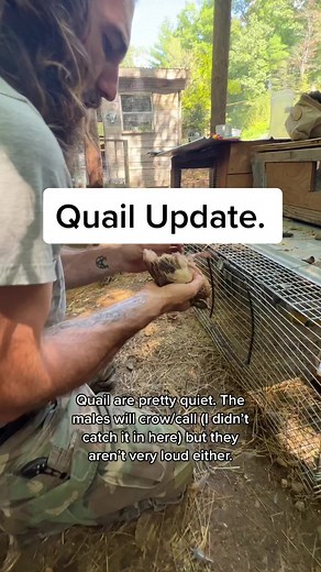 Raising Quail on the Homestead: A Guide to Butchering and Identifying Genders