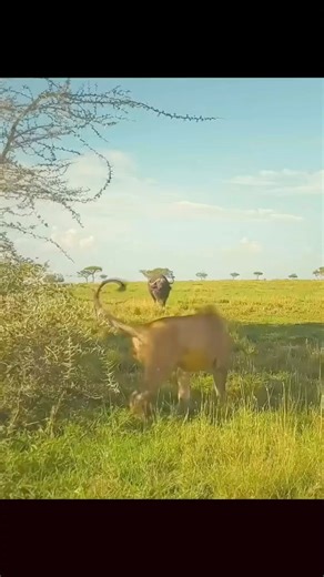 2.6M views · 32K reactions | 女Just when you think you're safe from a...