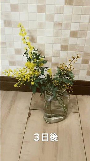 ミモザを切り花で開花させてみた