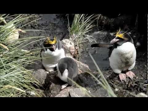 Macaroni Penguins