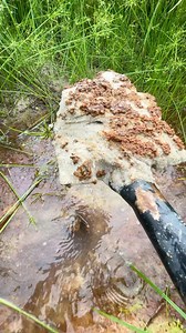 Gold treasure hunt in the dried up swamp | Gold mining | Gold panning | Gold prospecting | Gold mining | 금 채굴 | تعدين الذهب | 开采黄金 | that's good. #lookingforgold #panningforgold #goldprospecting #mininggold #findinggold #treasurehunt #goldnugget #goldpanning #treasure #mininggold #lookingforgoldintheriver #lookingforgold #digginggold #goldprospectingvideo #goldmining #golddiscovery #goldhunter #goldhunting #mineríadeoro #mineraçãodeouro #pagmiminangginto #altınmadenciliği #altınarama #paghahanap