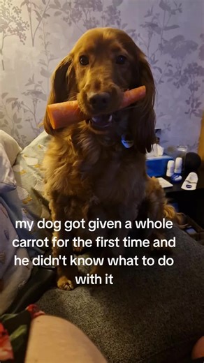 it's not stuck he's just awkward sometimes😭 #winnieandemma #woof #doggo #dogtok #carrot