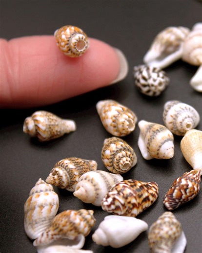 Mini Seashells: 100pk Natural Conch Shell Beads With Drilled Holes for Jewelry Making - Etsy