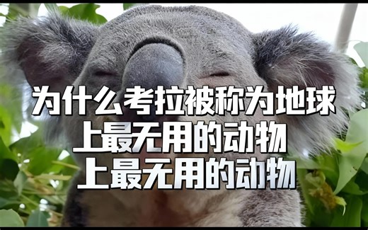 [中配]为什么考拉被称为地球上最无用的动物 - LivingZoo