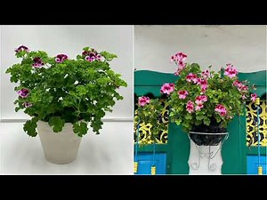 Roberta's 6-Piece Citronella Geraniums Live Plants on QVC