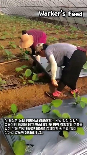 생산성을 높이는 효율적인 농업 비닐 멀칭 가이드 #worker #process #farming #skills #tutorial