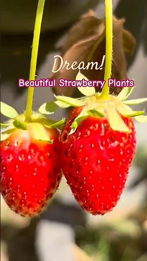 Beautiful Strawberry Plants! #strawberry #nature #shorts #flowers #fruit #garden