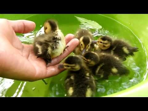 Baby ducks, wild ducks can be domesticated?