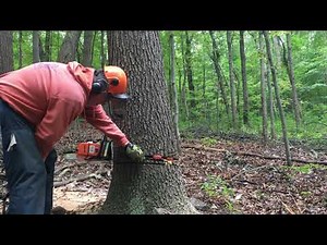 My attempt to free pinched chainsaw in oak tree using wedges