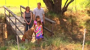 13K views · 199 reactions | Check out this wonderful video about adopting a greyhound from GAC! | Greyhound Adoption Center | Facebook