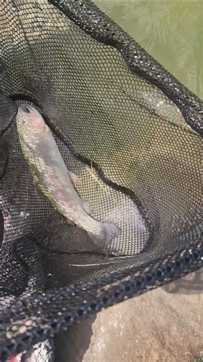 Trout season. Ari got this 1 #fishing #lake #trout #fall