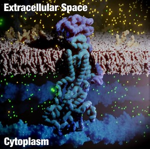The Na /K -ATPase (aka Sodium-Potassium pump aka Lil Pump) These pumps are responsible for up to 75% of the energy expenditure of neurons. They use ATP (purple flash in this animation) to pump three sodium ions (yellow) out of the cell and pump two potassium ions (green) into the cytoplasm. The Na /K -ATPase is crucial to maintain the membrane potential. | Ribosome Studio