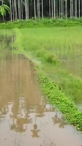 76K views · 1.8K reactions | Frogs are having 'fun time' after heavy rain  #frogs #rains #heavyrain #frogsafterrain #wateranimals #nature #soundsoffrogs #monsoon #weathereffect #amchegoa #beautyofgoa  mario fernandes | Amche Goa | Facebook