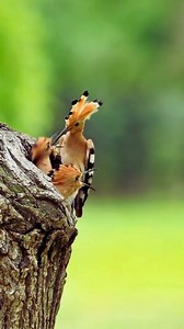 The Eurasian Hoopoe (Upupa epops), one of the most unique and striking birds found across Europe, Asia, and Africa. The Eurasian Hoopoe is easily recognized by its distinctive crest, a fan-like crown of feathers that it can raise and lower. When alarmed or displaying, the crest stands fully erect—a dramatic and unforgettable sight. It has a beautiful combination of pinkish-brown body, black-and-white striped wings and tail, and a long, down-curved bill. Its name comes from its soft, repetitive c