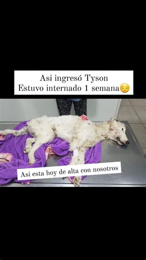 5.1K views · 228 reactions | Tyson ... lo dejaron en el refugio en...