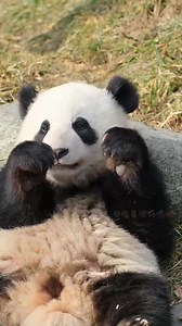 Chilling is eating for a panda 🥰🤩🥰 #fblifestyle #panda #fluffy #pandas #cute #naturephotography #nature #care #beautiful #love #babypanda #babypandas #playingtoys #playing #chilling #eating | Pandas, a Light In My Heart
