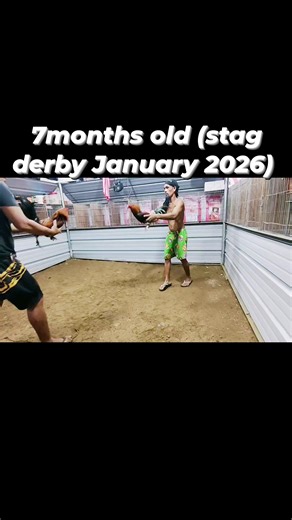 16 reactions · 5 comments | 7months old 4 stag derby (January 2026?) For business purposes only! #Godfirstaboveall #highlight #bmegintegra #fbreelsfypシ゚viralfbreelsfypシ゚viral #noanimalswereharmedinthispost #reelsvideoシ #summerskyhatch #butcherlines #ForBusinessPurposesOnly #semenianobrothersgf | Jacknor Guma Semeniano | Facebook