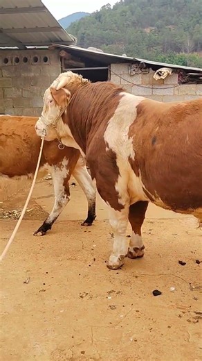 A small cow with a big heart, struggling to reach its goal2