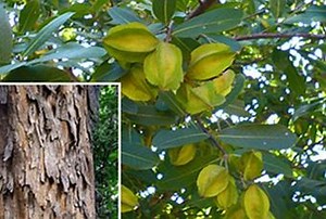 Health Benefits of Terminalia Arjuna - Paperblog