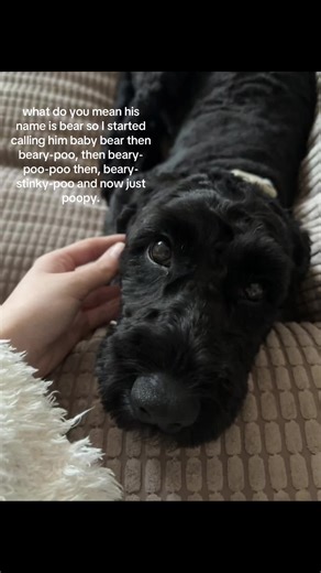 Creative Pet Name Transformations for Your Cockapoo