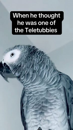 14K views · 611 reactions | Just a little parrot who thinks he is one of the Teletubbies.  #talkingparrot #africangrey #animals #pets #bird #birds #talkingbird #animals #funny #cute | Cruztheafricangrey | Facebook