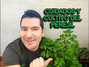 PEREJIL CUIDADOS Y CULTIVO 🌿 CULTIVAR PEREJIL, RECOLECTAR PEREJIL, CONSERVACIÓN, REPRODUCCIÓN Y MÁS
