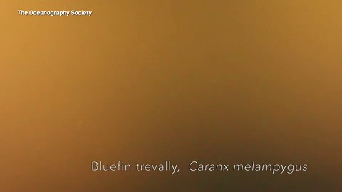 'Sharkcano': Eruption of underwater volcano home to mutant sharks pictured by Nasa satellite