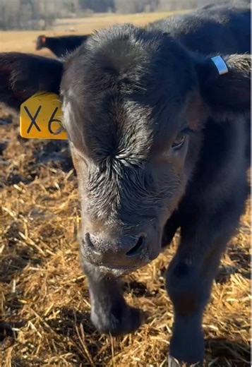 Exploring the Joys of Baby Calves on Shady Dale Farm