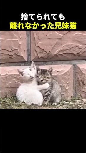 抱き合って眠っていた兄妹猫を保護した日
