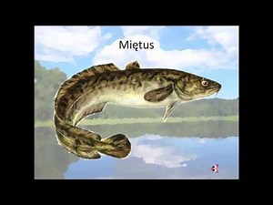 Ryby słodkowodne w Polsce