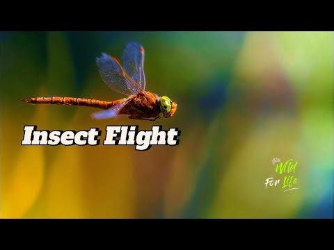 Insect flight: Insects are the only group of invertebrates that have evolved wings and flight.