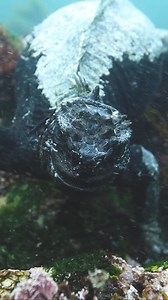 494K views · 18K reactions | GODZILLA | La IMPRESIONANTE IGUANA MARINA DE GALÁPAGOS | #godzilla #gojira #gojiralive #godzillakingofthemonsters #fernandina #galapagos #buceo #iguana #iguanamarina#marineiguana #bonassi #bonassiexperiences | Alpha Expeditions | Facebook