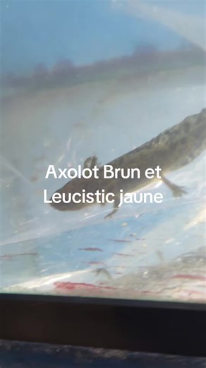 #aquatropicale #axolotbrunetleucistic