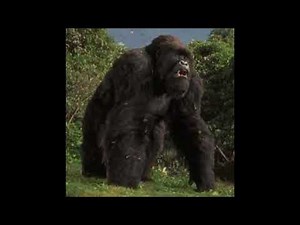 Mighty Joe Young's growls and roars