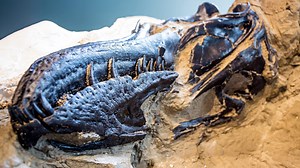 NC Museum's research unveils new dinosaur discovery