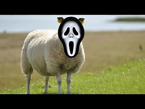 Screaming Sheep Sings