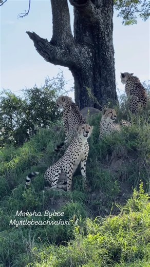 Moksha Bybee on Instagram: "Hard to pick a favorite moment this year… but a mama cheetah with three giant cubs is definitely near the top. 🐆✨ #africa #cheetah #safari"