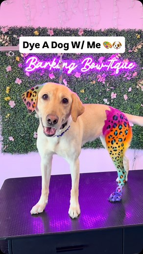 36K views · 29K reactions | Rainbow Cheetah print on a Labrador Retriever  This is what ✨Dreams are made of ✨! Would you try this? #doggrooming #dogsoftiktok #doglover #fyp | Bridgit Gross | Facebook