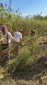 Classic Tractor Fever on Reels