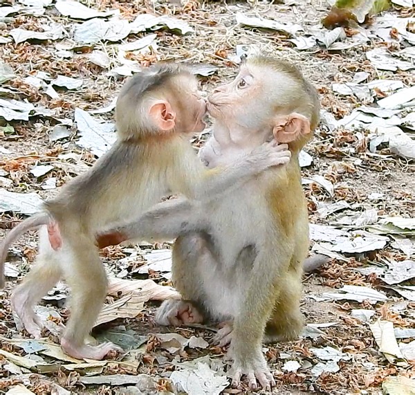 10K views · 760 reactions | The Best Of Baby Lucie and Baby Jovi Playing Together, Adorable Babies Monkeys,. | Story History | Facebook