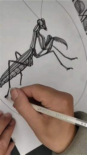 Realistic Praying Mantis Pencil Drawing 🦗