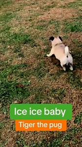 8.4K views · 190 reactions | Pug dance - Snort snort baby 藍  #dog #puglife #funnyvideos #funnypost #dancing | Pug Philosophy | Facebook