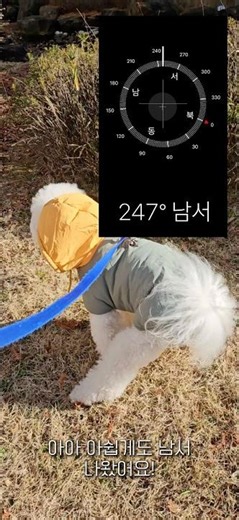 #댕댕이 응가 쌀때 도는 이유? #강아지 #쇼츠 #shorts #일상 #스레드