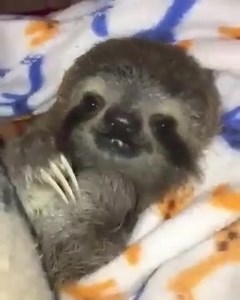 So Adorable 🥰 https://trezzen.com/search?q=sloth | I Love Sloths