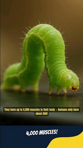 MIND-BLOWING Facts About Caterpillars