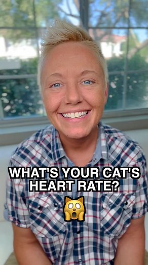Cat Heart Rate: Understanding Your Cat's Pulse