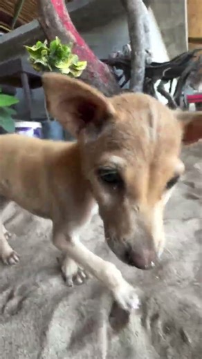 Meet This Adorable Street baby Dog 🐾 | Sri Lanka #streetdogs #straydogs #dogshorts